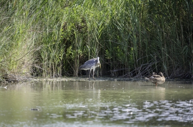 Le héron chasseur-3785-©XS.jpg