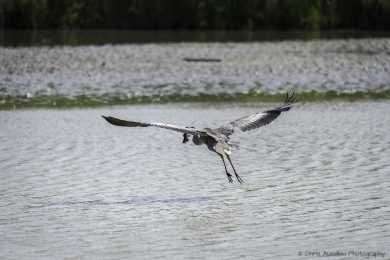 Le héron chasseur-3754-©XS.jpg