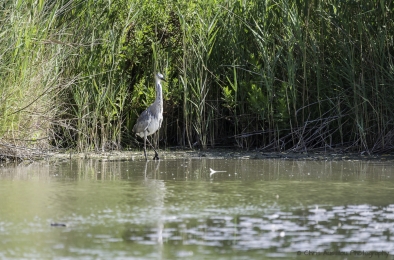 Le héron chasseur-3831-©XS.jpg