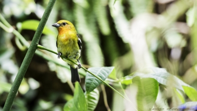 3469-©XS-Oiseaux-04-2016-2.jpg