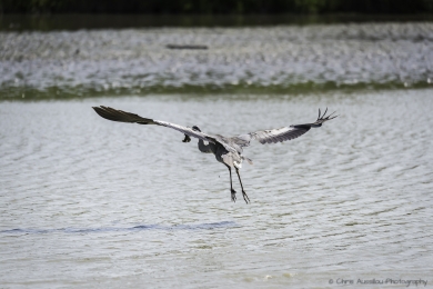 Le héron chasseur-3753-©XS.jpg