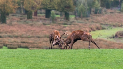 Combat de cerfs - 2501-4 -©S.jpg