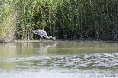 Le héron chasseur-3812-©XS.jpg