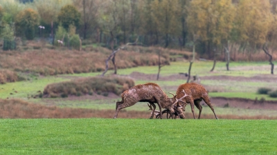 Combat de cerfs - 2495 - ©S.jpg
