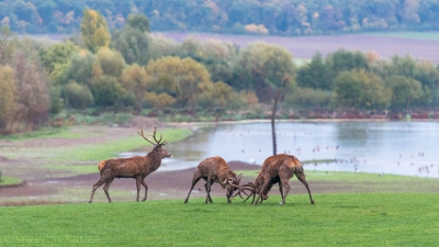 Combat de cerfs - 2478 - ©S.jpg