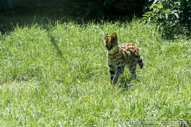AA3 Le serval et le serpent  11_2 S.jpg