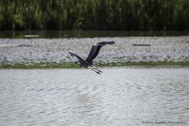 Le héron chasseur-3756-©XS.jpg