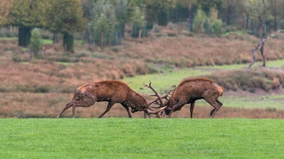 Combat de cerfs - 2502-4 -©S.jpg