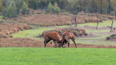 Combat de cerfs - 2503-4 -©S.jpg