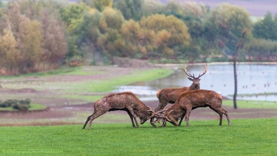 Combat de cerfs - 2484 - ©S.jpg