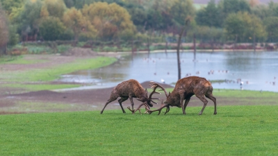 WW - Le cerf - 2473-4 - ©S.jpg
