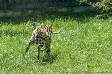 AA8 Le serval et le serpent  6 S-2.jpg