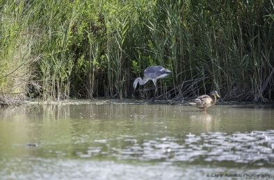 Le héron chasseur-3776-©XS.jpg