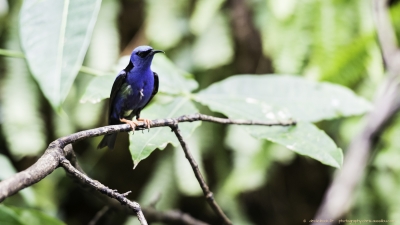 3485-©XS-Oiseaux-04-2016-2.jpg