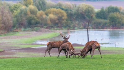 Combat de cerfs - 2479 - ©S.jpg