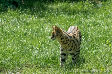 AA1 Le serval et le serpent  3_2 S.jpg