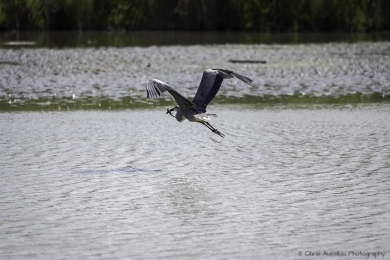 Le héron chasseur-3755-©XS.jpg