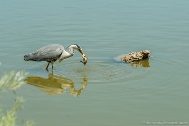Héron glouton - 4747- 1 - ©S.jpg