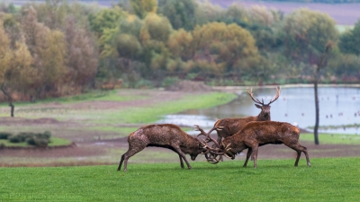 Combat de cerfs - 2485 - ©S.jpg