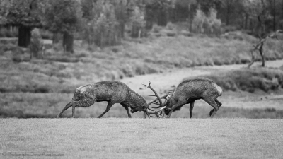 Wa -Combat de cerfs - 2502-4 -N&B - ©S.jpg