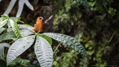 3470-©XS-Oiseaux-04-2016-2.jpg