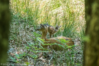 Biche et son faon - 3102 - 1 - ©S.jpg