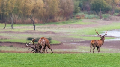 Combat de cerfs - 2493 - ©S.jpg