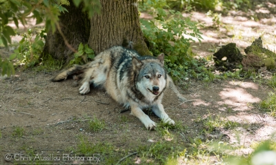 Loup_6_M©.jpg