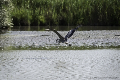 Le héron chasseur-3757-©XS.jpg
