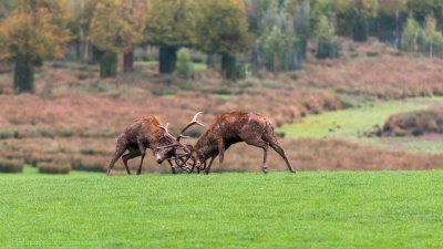 Combat de cerfs - 2505-4 -©S.jpg