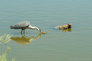 Héron glouton - 4745- 1 - ©S.jpg