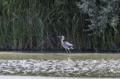 Le héron chasseur-3762-©XS.jpg